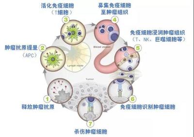 柬埔寨免疫抗癌藥物“依維卡”近日獲得國家藥監局批準開展臨床試驗資格