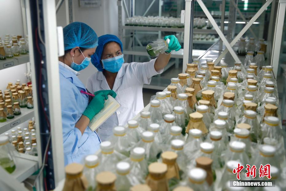 走進"絲綢之路經濟帶"核心區:新疆生物醫藥創新創業園-中新網